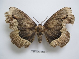  ( - BC-EVS-5168)  @11 [ ] by-nc-sa (2025) SNSB, Staatliche Naturwissenschaftliche Sammlungen Bayerns ZSM (SNSB, Zoologische Staatssammlung Muenchen)