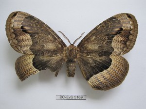 ( - BC-EVS-5169)  @11 [ ] by-nc-sa (2025) SNSB, Staatliche Naturwissenschaftliche Sammlungen Bayerns ZSM (SNSB, Zoologische Staatssammlung Muenchen)