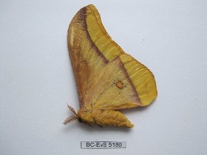  ( - BC-EVS-5180)  @11 [ ] by-nc-sa (2025) SNSB, Staatliche Naturwissenschaftliche Sammlungen Bayerns ZSM (SNSB, Zoologische Staatssammlung Muenchen)