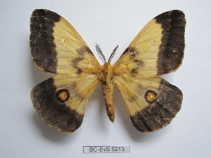  ( - BC-EVS-5213)  @11 [ ] by-nc-sa (2025) SNSB, Staatliche Naturwissenschaftliche Sammlungen Bayerns ZSM (SNSB, Zoologische Staatssammlung Muenchen)