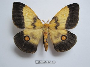  ( - BC-EVS-5214)  @11 [ ] by-nc-sa (2025) SNSB, Staatliche Naturwissenschaftliche Sammlungen Bayerns ZSM (SNSB, Zoologische Staatssammlung Muenchen)