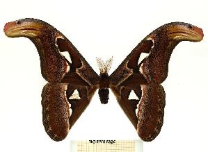  (Attacus rizkyi - BC-EVS-5326)  @11 [ ] by-nc-sa (2025) SNSB, Staatliche Naturwissenschaftliche Sammlungen Bayerns ZSM (SNSB, Zoologische Staatssammlung Muenchen)