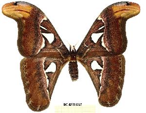  ( - BC-EVS-5327)  @11 [ ] by-nc-sa (2025) SNSB, Staatliche Naturwissenschaftliche Sammlungen Bayerns ZSM (SNSB, Zoologische Staatssammlung Muenchen)