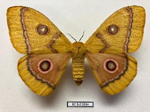  ( - BC-EVS-5334)  @11 [ ] by-nc-sa (2025) SNSB, Staatliche Naturwissenschaftliche Sammlungen Bayerns ZSM (SNSB, Zoologische Staatssammlung Muenchen)