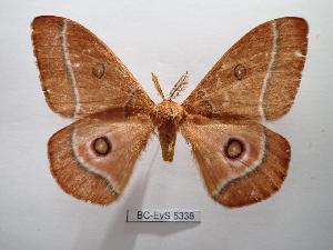  ( - BC-EVS-5338)  @11 [ ] by-nc-sa (2025) SNSB, Staatliche Naturwissenschaftliche Sammlungen Bayerns ZSM (SNSB, Zoologische Staatssammlung Muenchen)