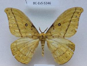  (Tagoropsis hannigtoni - BC-EVS-5346)  @11 [ ] by-nc-sa (2025) SNSB, Staatliche Naturwissenschaftliche Sammlungen Bayerns ZSM (SNSB, Zoologische Staatssammlung Muenchen)