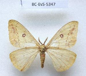  (Tagoropsis ikondae - BC-EVS-5347)  @11 [ ] by-nc-sa (2025) SNSB, Staatliche Naturwissenschaftliche Sammlungen Bayerns ZSM (SNSB, Zoologische Staatssammlung Muenchen)