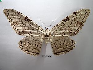  ( - BC-EVS-5351)  @11 [ ] by-nc-sa (2025) SNSB, Staatliche Naturwissenschaftliche Sammlungen Bayerns ZSM (SNSB, Zoologische Staatssammlung Muenchen)