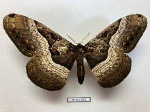  ( - BC-EVS-5352)  @11 [ ] by-nc-sa (2025) SNSB, Staatliche Naturwissenschaftliche Sammlungen Bayerns ZSM (SNSB, Zoologische Staatssammlung Muenchen)
