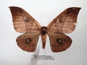  ( - BC-EVS-5356)  @11 [ ] by-nc-sa (2025) SNSB, Staatliche Naturwissenschaftliche Sammlungen Bayerns ZSM (SNSB, Zoologische Staatssammlung Muenchen)