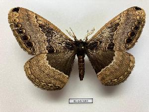  ( - BC-EVS-5361)  @11 [ ] by-nc-sa (2025) SNSB, Staatliche Naturwissenschaftliche Sammlungen Bayerns ZSM (SNSB, Zoologische Staatssammlung Muenchen)