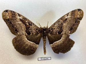  ( - BC-EVS-5362)  @11 [ ] by-nc-sa (2025) SNSB, Staatliche Naturwissenschaftliche Sammlungen Bayerns ZSM (SNSB, Zoologische Staatssammlung Muenchen)