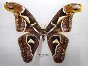  ( - BC-EVS-5365)  @11 [ ] by-nc-sa (2025) SNSB, Staatliche Naturwissenschaftliche Sammlungen Bayerns ZSM (SNSB, Zoologische Staatssammlung Muenchen)