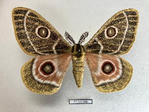  ( - BC-EVS-5368)  @11 [ ] by-nc-sa (2025) SNSB, Staatliche Naturwissenschaftliche Sammlungen Bayerns ZSM (SNSB, Zoologische Staatssammlung Muenchen)