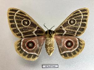  ( - BC-EVS-5369)  @11 [ ] by-nc-sa (2025) SNSB, Staatliche Naturwissenschaftliche Sammlungen Bayerns ZSM (SNSB, Zoologische Staatssammlung Muenchen)