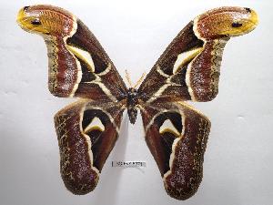  ( - BC-EVS-5371)  @11 [ ] by-nc-sa (2025) SNSB, Staatliche Naturwissenschaftliche Sammlungen Bayerns ZSM (SNSB, Zoologische Staatssammlung Muenchen)