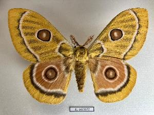  ( - BC-EVS-5372)  @11 [ ] by-nc-sa (2025) SNSB, Staatliche Naturwissenschaftliche Sammlungen Bayerns ZSM (SNSB, Zoologische Staatssammlung Muenchen)