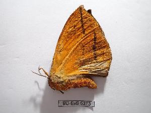  ( - BC-EVS-5373)  @11 [ ] by-nc-sa (2025) SNSB, Staatliche Naturwissenschaftliche Sammlungen Bayerns ZSM (SNSB, Zoologische Staatssammlung Muenchen)
