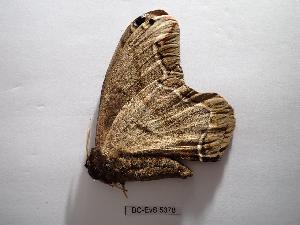  ( - BC-EVS-5378)  @11 [ ] by-nc-sa (2025) SNSB, Staatliche Naturwissenschaftliche Sammlungen Bayerns ZSM (SNSB, Zoologische Staatssammlung Muenchen)