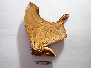  ( - BC-EVS-5380)  @11 [ ] by-nc-sa (2025) SNSB, Staatliche Naturwissenschaftliche Sammlungen Bayerns ZSM (SNSB, Zoologische Staatssammlung Muenchen)