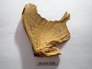  ( - BC-EVS-5384)  @11 [ ] by-nc-sa (2025) SNSB, Staatliche Naturwissenschaftliche Sammlungen Bayerns ZSM (SNSB, Zoologische Staatssammlung Muenchen)