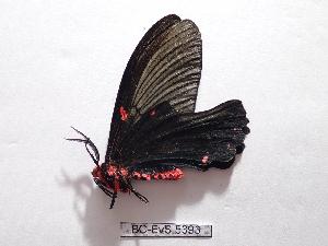  ( - BC-EVS-5393)  @11 [ ] by-nc-sa (2025) SNSB, Staatliche Naturwissenschaftliche Sammlungen Bayerns ZSM (SNSB, Zoologische Staatssammlung Muenchen)