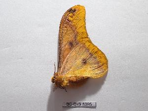  (Rhodinia grigauti - BC-EVS-5395)  @11 [ ] by-nc-sa (2025) SNSB, Staatliche Naturwissenschaftliche Sammlungen Bayerns ZSM (SNSB, Zoologische Staatssammlung Muenchen)