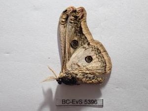  ( - BC-EVS-5396)  @11 [ ] by-nc-sa (2025) SNSB, Staatliche Naturwissenschaftliche Sammlungen Bayerns ZSM (SNSB, Zoologische Staatssammlung Muenchen)