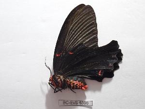  ( - BC-EVS-5398)  @11 [ ] by-nc-sa (2025) SNSB, Staatliche Naturwissenschaftliche Sammlungen Bayerns ZSM (SNSB, Zoologische Staatssammlung Muenchen)