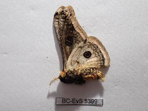  ( - BC-EVS-5399)  @11 [ ] by-nc-sa (2025) SNSB, Staatliche Naturwissenschaftliche Sammlungen Bayerns ZSM (SNSB, Zoologische Staatssammlung Muenchen)