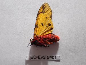  (Areas galactina inouei - BC-EVS-5401)  @11 [ ] by-nc-sa (2025) SNSB, Staatliche Naturwissenschaftliche Sammlungen Bayerns ZSM (SNSB, Zoologische Staatssammlung Muenchen)