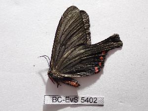  (Epicopeia hansenii - BC-EVS-5402)  @11 [ ] by-nc-sa (2025) SNSB, Staatliche Naturwissenschaftliche Sammlungen Bayerns ZSM (SNSB, Zoologische Staatssammlung Muenchen)