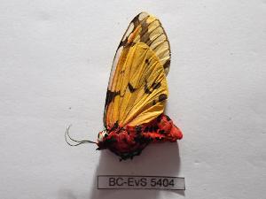  ( - BC-EVS-5404)  @11 [ ] by-nc-sa (2025) SNSB, Staatliche Naturwissenschaftliche Sammlungen Bayerns ZSM (SNSB, Zoologische Staatssammlung Muenchen)