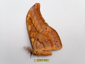  ( - BC-EVS-5405)  @11 [ ] by-nc-sa (2025) SNSB, Staatliche Naturwissenschaftliche Sammlungen Bayerns ZSM (SNSB, Zoologische Staatssammlung Muenchen)