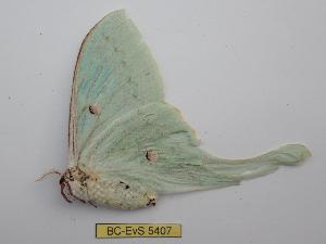  ( - BC-EVS-5407)  @11 [ ] by-nc-sa (2025) SNSB, Staatliche Naturwissenschaftliche Sammlungen Bayerns ZSM (SNSB, Zoologische Staatssammlung Muenchen)