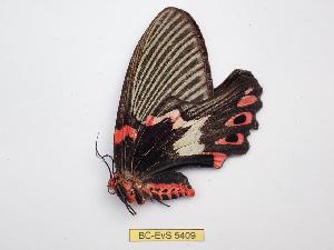  ( - BC-EVS-5409)  @11 [ ] by-nc-sa (2025) SNSB, Staatliche Naturwissenschaftliche Sammlungen Bayerns ZSM (SNSB, Zoologische Staatssammlung Muenchen)