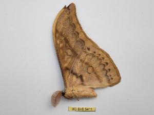  (Antheraea titan - BC-EVS-5411)  @11 [ ] by-nc-sa (2025) SNSB, Staatliche Naturwissenschaftliche Sammlungen Bayerns ZSM (SNSB, Zoologische Staatssammlung Muenchen)