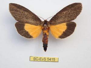  ( - BC-EVS-5415)  @11 [ ] by-nc-sa (2025) SNSB, Staatliche Naturwissenschaftliche Sammlungen Bayerns ZSM (SNSB, Zoologische Staatssammlung Muenchen)