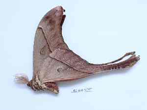  ( - BC-EVS-5420)  @11 [ ] by-nc-sa (2025) SNSB, Staatliche Naturwissenschaftliche Sammlungen Bayerns ZSM (SNSB, Zoologische Staatssammlung Muenchen)