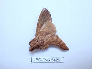  ( - BC-EVS-5429)  @11 [ ] by-nc-sa (2025) SNSB, Staatliche Naturwissenschaftliche Sammlungen Bayerns ZSM (SNSB, Zoologische Staatssammlung Muenchen)