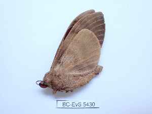  ( - BC-EVS-5430)  @11 [ ] by-nc-sa (2025) SNSB, Staatliche Naturwissenschaftliche Sammlungen Bayerns ZSM (SNSB, Zoologische Staatssammlung Muenchen)