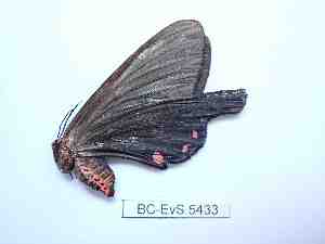  ( - BC-EVS-5433)  @11 [ ] by-nc-sa (2025) SNSB, Staatliche Naturwissenschaftliche Sammlungen Bayerns ZSM (SNSB, Zoologische Staatssammlung Muenchen)