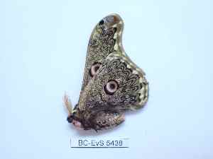  ( - BC-EVS-5438)  @11 [ ] by-nc-sa (2025) SNSB, Staatliche Naturwissenschaftliche Sammlungen Bayerns ZSM (SNSB, Zoologische Staatssammlung Muenchen)