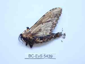  ( - BC-EVS-5439)  @11 [ ] by-nc-sa (2025) SNSB, Staatliche Naturwissenschaftliche Sammlungen Bayerns ZSM (SNSB, Zoologische Staatssammlung Muenchen)