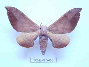  ( - BC-EVS-5455)  @11 [ ] by-nc-sa (2025) SNSB, Staatliche Naturwissenschaftliche Sammlungen Bayerns ZSM (SNSB, Zoologische Staatssammlung Muenchen)