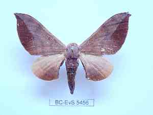  ( - BC-EVS-5456)  @11 [ ] by-nc-sa (2025) SNSB, Staatliche Naturwissenschaftliche Sammlungen Bayerns ZSM (SNSB, Zoologische Staatssammlung Muenchen)