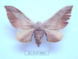  ( - BC-EVS-5457)  @11 [ ] by-nc-sa (2025) SNSB, Staatliche Naturwissenschaftliche Sammlungen Bayerns ZSM (SNSB, Zoologische Staatssammlung Muenchen)