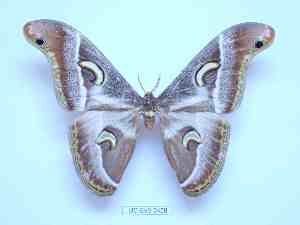  ( - BC-EVS-5458)  @11 [ ] by-nc-sa (2025) SNSB, Staatliche Naturwissenschaftliche Sammlungen Bayerns ZSM (SNSB, Zoologische Staatssammlung Muenchen)