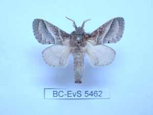  ( - BC-EVS-5462)  @11 [ ] by-nc-sa (2025) SNSB, Staatliche Naturwissenschaftliche Sammlungen Bayerns ZSM (SNSB, Zoologische Staatssammlung Muenchen)