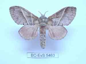  (Bombycopsis tenera - BC-EVS-5463)  @11 [ ] by-nc-sa (2025) SNSB, Staatliche Naturwissenschaftliche Sammlungen Bayerns ZSM (SNSB, Zoologische Staatssammlung Muenchen)